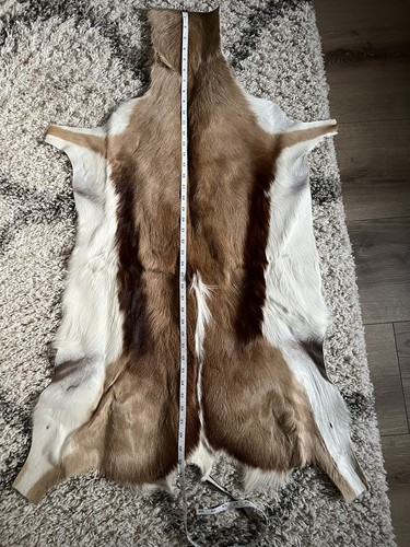 Springbok skin dal - -, sudafrica