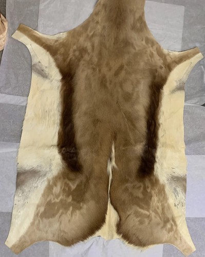 Springbok skin dal sudafrica - -,