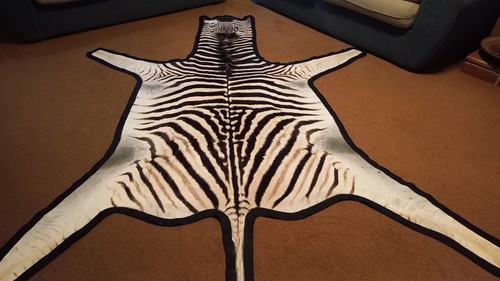 Pelle zebra - zebra,